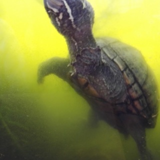 ミシシッピーニオイガメ里親募集