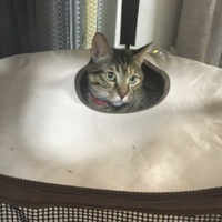 ととまる