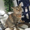 りく
