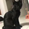 ☆スマート黒猫☆うるる☆ サムネイル2