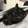 ☆スマート黒猫☆うるる☆ サムネイル3
