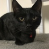 ☆スマート黒猫☆うるる☆ サムネイル6