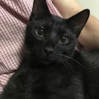 ☆スマート黒猫☆うるる☆