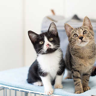 とらことはなお ♀♂ 家族募集中！