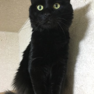 長毛洋猫MIX、美しい黒猫ノワールくん