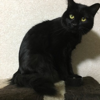 長毛洋猫MIX、美しい黒猫ルナちゃん