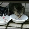 子猫！里親募集 サムネイル3