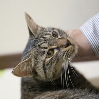 穏やかな大人猫さんの小麦ちゃんです❣️