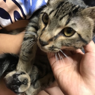 甘えん坊ジャック