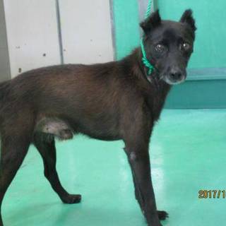 仮名リッキー！雑種犬の里親募集です。