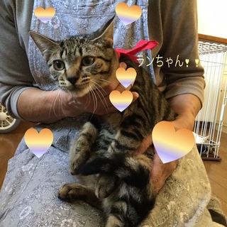 花の名前の4姉妹♡らんちゃん♪