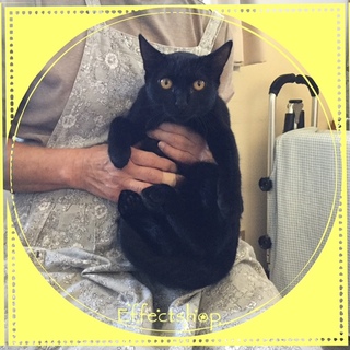 花の名前の4姉妹♡すみれちゃん♪