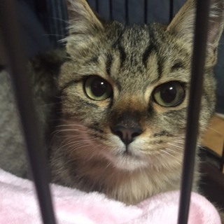 別サイトで里親様決まりました(^^)