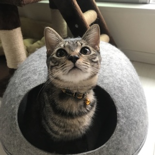 ☆小さめキジの女の子☆仮名ちっち☆