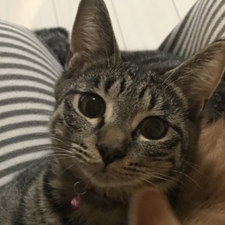 ☆まん丸お顔のキジ女の子☆ぽっぽ☆