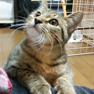 とっても甘えたキジトラくん