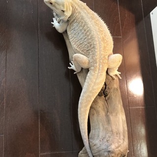 募集停止 フトアゴヒゲトカゲ♂1歳半位