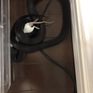 募集停止 メキブラ♀3歳