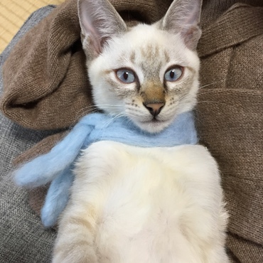 もう寒くなってきたからマフラーを巻いてる愁くん