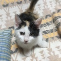 三毛猫ちゃん