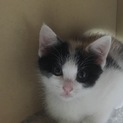 三毛猫ちゃん