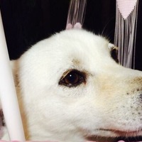 チロ