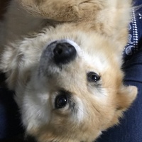 ピチ