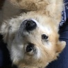 ピチ