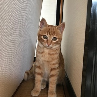 茶トラ　男の子推定2-3か月