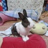 保護うさぎ・ダイダイくん サムネイル2