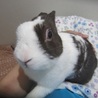 保護うさぎ・ダイダイくん サムネイル5