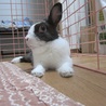 保護うさぎ・ダイダイくん サムネイル6