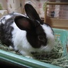 保護うさぎ・ダイダイくん サムネイル7