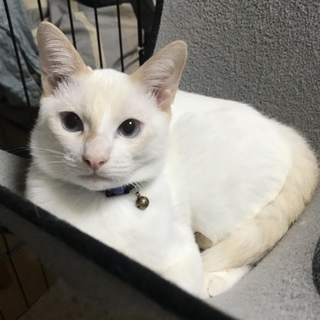 ☆美しいシャムミックス男子☆たまや☆