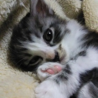 現在離乳食中の元気な長毛男の子