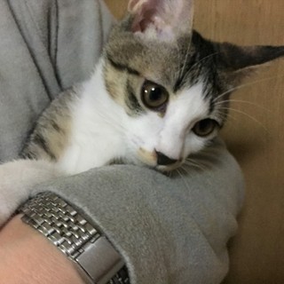 里親さん決まりました。ありがとうございました。