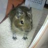 たかたらこ