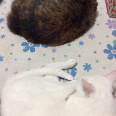 色ちがいの2人