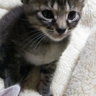 現在離乳食中の活発な女の子