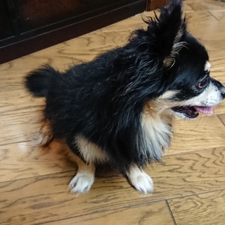 ロングコートチワワ(黒)引き取り手募集しています