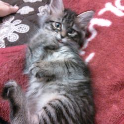 ワクチン接種したティアラとノミ事件w