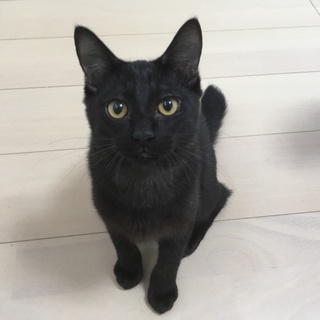 かっこいい黒猫ちゃん