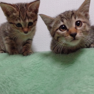 生後２ケ月メスとても馴れています！キジトラ