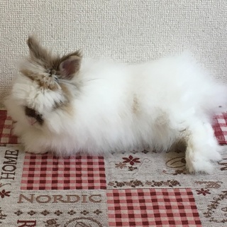 (再)モフモフのライオンヘッドの男の子！