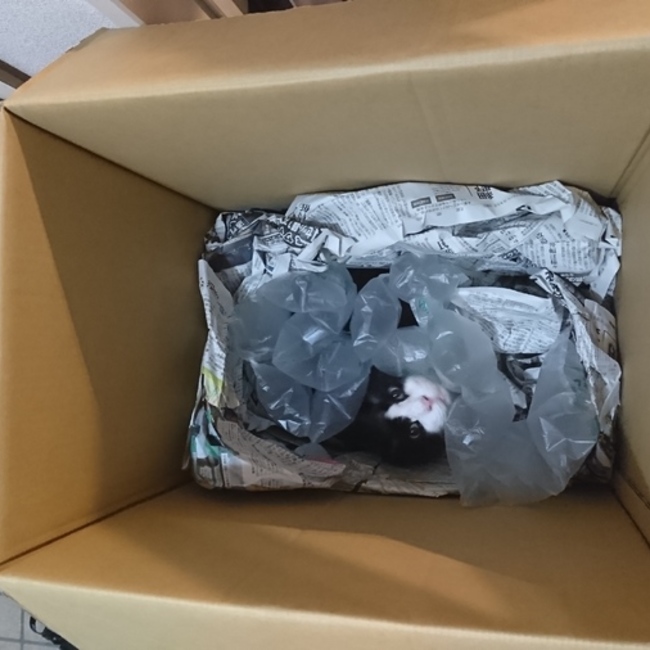 青夏のカバー写真