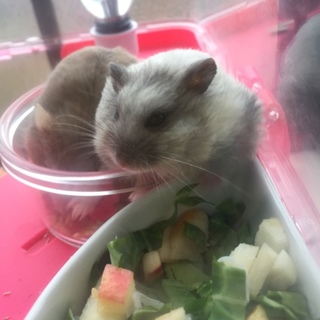 10月27日生まれ キャンベルハムスターの赤ちゃん