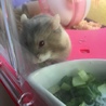 10月27日生まれ キャンベルハムスターの赤ちゃん サムネイル2