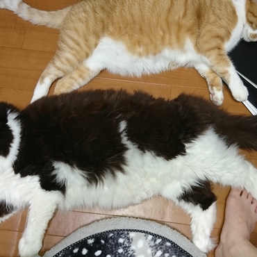 良く溶けてる(^^;