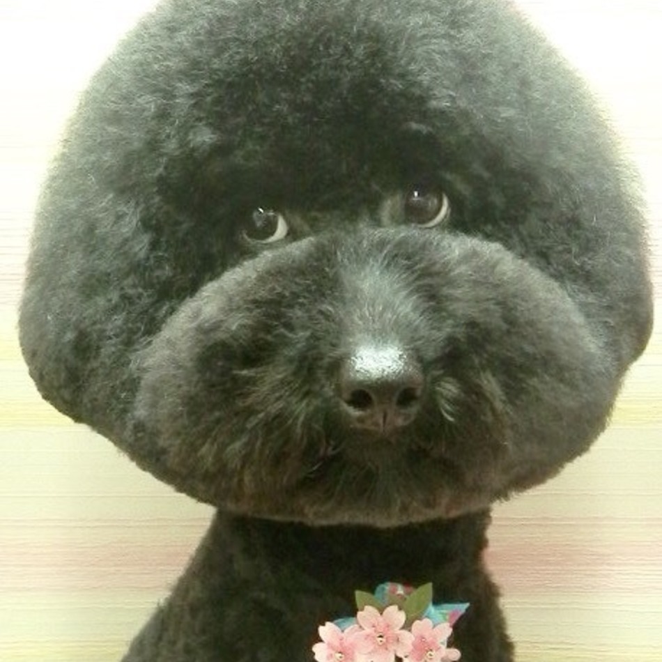 hokuのカバー写真