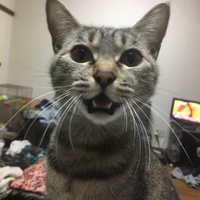 中田めー
